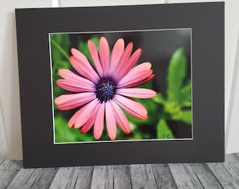 Pink Flower Photo Print