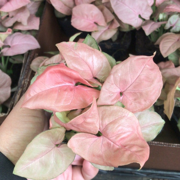 2” Neon Robusta (Pink Syngonium)