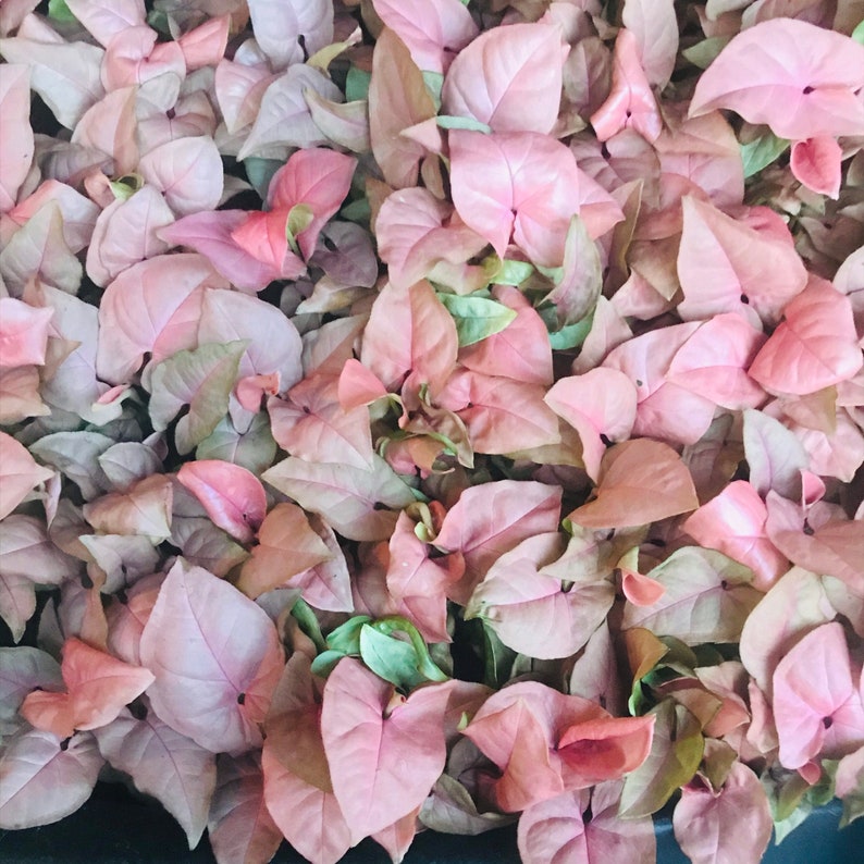 Pink Syngonium Neon Robusta Etsy