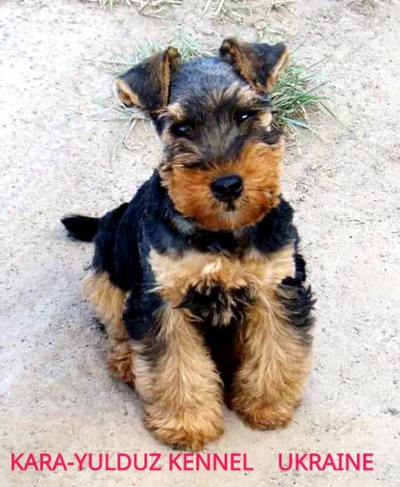 welsh terrier puppy