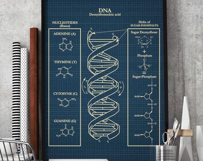 DNA Wall Art Poster,Biology Student Gift, Classroom Art Poster, Genetics Art Print,Home Decor, Student Gift Idea D1
