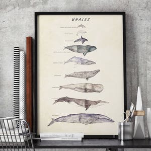 whales, whale illustration, whale print, nautical decor, marine art, picture whales,whale species, whale screen print, whale watercolor #217