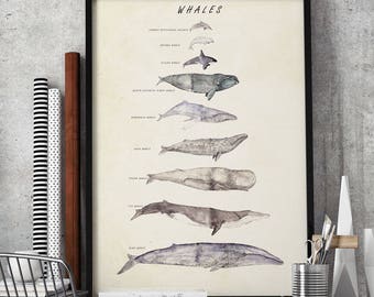 whales, whale illustration, whale print, nautical decor, marine art, picture whales,whale species, whale screen print, whale watercolor #217