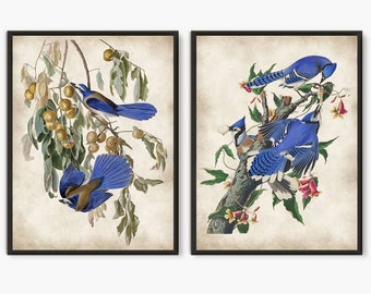 May include: Two framed vintage illustrations of blue jays perched on branches. The first image features a blue jay with a yellow beak and a brown chest, surrounded by yellow berries. The second image shows two blue jays with white chests and black markings on their heads, perched on a branch with pink flowers.