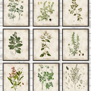 Kitchen Herbs Kitchen Wall Art Print Set of 9, Vintage Botanical Herb ...