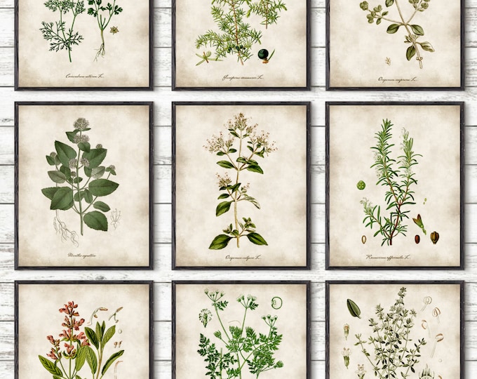Kitchen Herbs, Kitchen Wall Art, Print Set of 9, Vintage Botanical Herb Prints, Herb Kitchen Decor, Herbs Illustrations, Botanical Decor