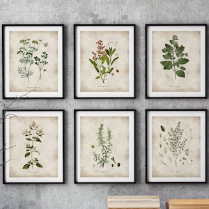 Kitchen Wall Art, Botanical prints, Kitchen Herbs Poster set of 6 prints, Herb kitchen decor, herb illustration botanical art