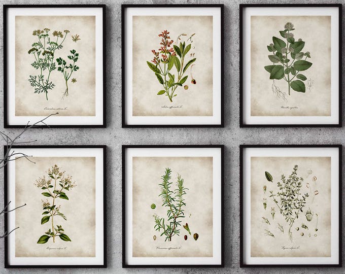 Kitchen Wall Art, Botanical prints, Kitchen Herbs Poster set of 6 prints, Herb kitchen decor, herb illustration botanical art
