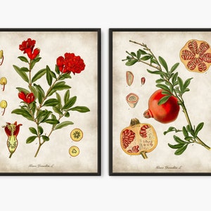 Red flowers botanical kitchen wall art, Pomegranate tree branch Pomegranate fruit art prints, Vintage flower illustration wall decor