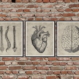 human anatomy,set of 3,anatomy art,human brain,vintage anatomy art,heart print,spinal print,doctor gift,spinal wall art,Medical student 342