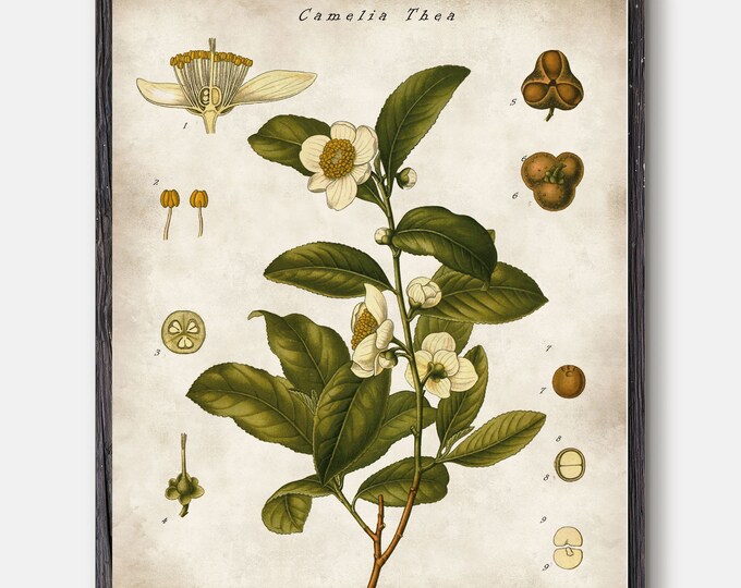 Tea plant print, Tea poster, tea wall art, kitchen poster, tea idea, botanical poster, vintage botanical, tea decor, tea art, gift idea #203