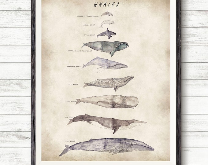 whales, whale illustration, whale print, nautical decor, marine art, picture of whales, whale species, whale screen print, whale watercolor