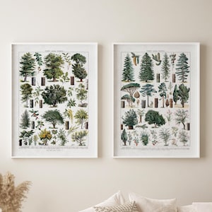 Set of 2 Vintage tree Forest Fine Art Prints: Adolphe Millot Botanical Illustrations