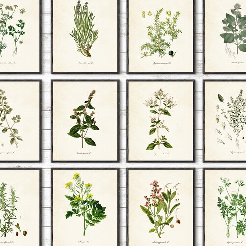 Kitchen Herbs Art Prints Botanical Prints set of 6 | Etsy