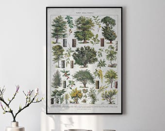 Vintage Forest Botanical Print - Larousse Trees and Plants Illustration