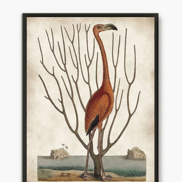 Pink flamingo Bird Print antique illustration, bird decor wall art, Tropical Bird glicee Beach House Decor