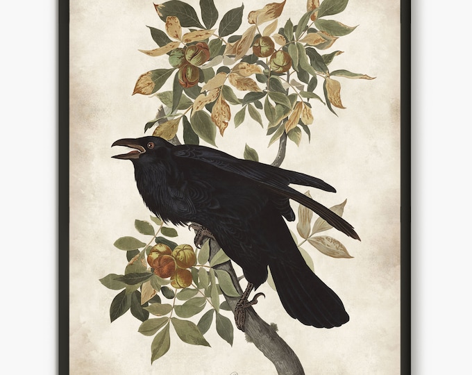 Raven Painting Audubon Bird Prints, Dark academia art Antique Bird, Vintage Crow Poster Wall Art Decor, nature print, bird lovers gift