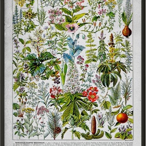 Medicinal Plants, Larousse antique book print, medicinal herbs, hardy plants, ethnobotany plants, botanical prints, kitchen wall art L2