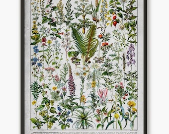 Plante médicinale, Livre Larousse, affiche d'herbes médicales, art mural floral vintage, art mural botanique, plante forestière sauvage, affiche botanique L1