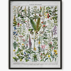 Vintage botanische kunstprint - wanddecoratie medicinale plant, Larousse-stijl kruidengrafiek, groene plant bloem illustratie, kruidkundige cadeau