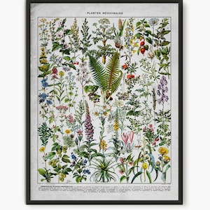 Medicinal Plant, Larousse Book, medical herbs poster, vintage flower wall art, botanical wall art, wild forest plant, botanical  poster L1