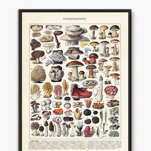 Mushroom print, Kitchen posters, Fungus art, Vintage art print, Botanical Poster, Food poster, Botany poster, Fungus,Larousse old book, L20