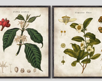 Botanical prints, coffee ad tea plant poster, Vintage botanical Illustration - Wall art for kitchen decor #204