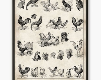 Chicken Breed Chart Poster