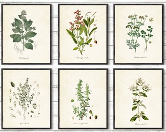 Sage Print Hand Drawn Herb Kitchen Wall Art Kitchen Herb Print Herbs and Spices