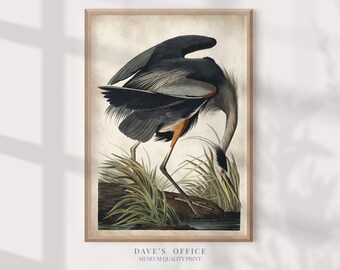 Great Blue Heron Print, Vintage Audubon Illustration, Coastal Nautical Art