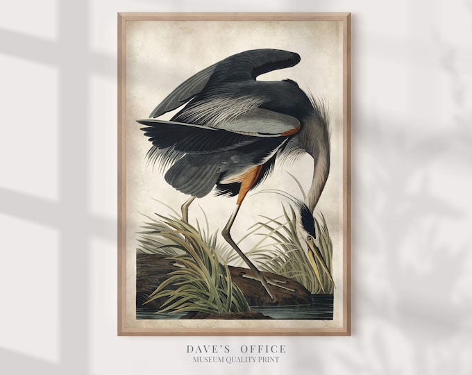 Great Blue Heron Print, Vintage Audubon Illustration, Coastal Nautical Art