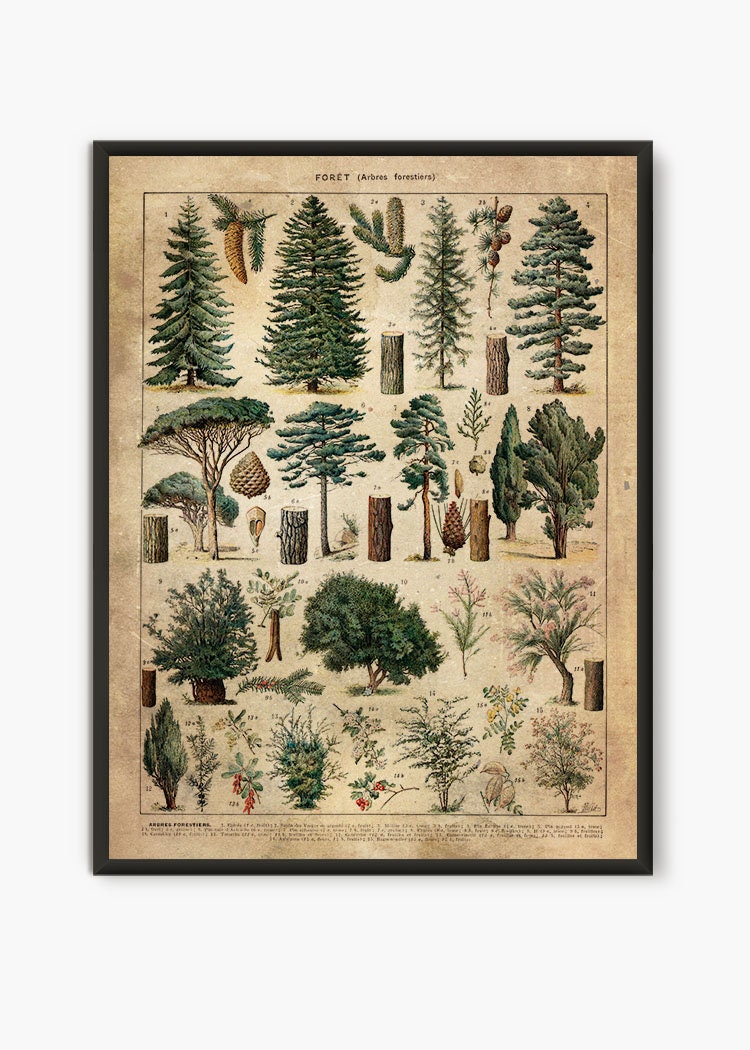 poster-mural-xxl-vert-motif-arbres-fôret  Украшения для заднего двора,  Фотообои, Дизайн