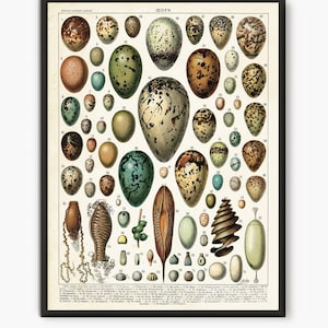 Larousse antique eggs picture, Adolphe Millot eggs wall art print, Vintage Eggs French illustration kitchen decor