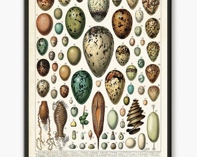 Larousse antique eggs picture, Adolphe Millot eggs wall art print, Vintage Eggs French illustration kitchen decor