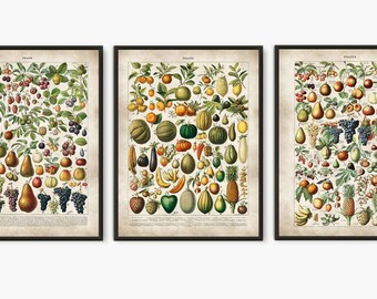 Fruit Art Prints Set of 3: Kitchen Illustration, Autumn poster