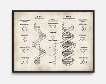 Impresión de ADN y ARN: Pósteres de ciencias biológicas, arte para nerds