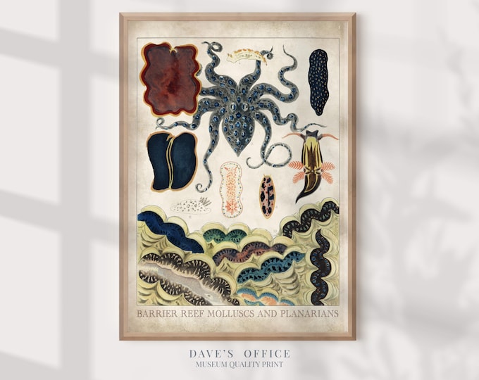 marine life print, marine life wall art, beach house decor