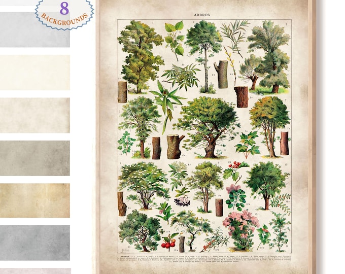 Adolphe Millot illustration,Vintage tree print, Larousse book page art, botanical print, tree poster, vintage book art, kitchen art print L8