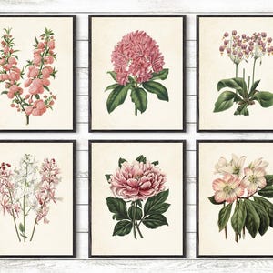 Jardín botánico, flores rosas, arte botánico, flores de jardín, conjunto de impresiones, póster botánico, decoración de flores, impresiones de flores, impresiones de 8 x 10
