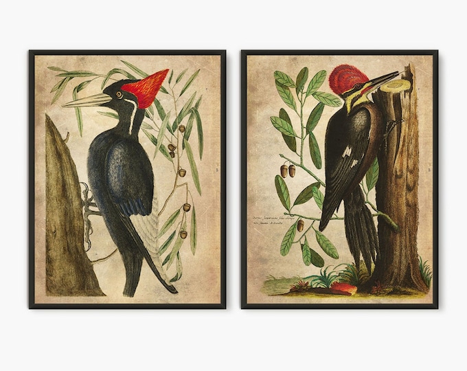 Woodpecker art antique book page plate print, Woodpecker bird art print, vintage bird artwork for home and office