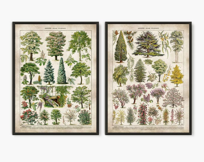 Adolphe Millot illustration,set of 2 prints, Vintage tree print, ornamental trees, botanical print,Larousse book page art, garden print L17