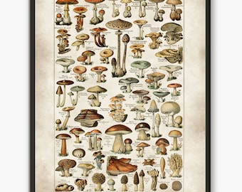 Mushroom print, Poisonous and Edible Mushroom, Kitchen posters, Fungus art, Vintage art print, Botanical Poster,  Larousse old book, L22