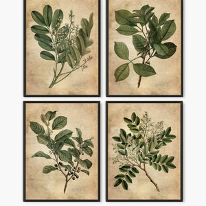 Botanical painting print, Green leaves antique botanical book, Green leaves home decor set of 4 prints B4 parchment