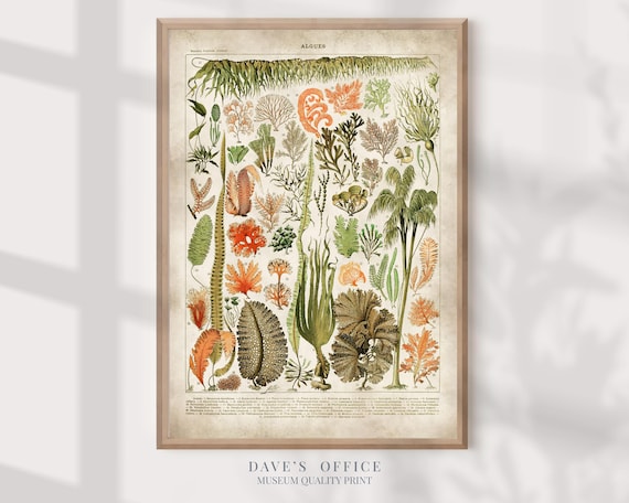 Seaweed Kelp Print: Larousse Vintage Botanic Illustration
