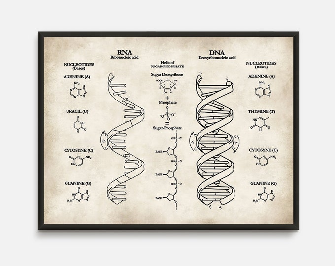 DNA, RNA Print, Nucleotides, Biological Science, Science Poster, Science art, Organic Chemistry, Nerd Poster, School Print, Science Art D2