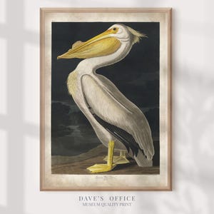Pelikan Kunstdruck: Vintage Audubon Küstenvogel Illustration