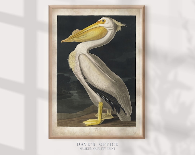 Pelican Art Print: Vintage Audubon coastal Bird Illustration