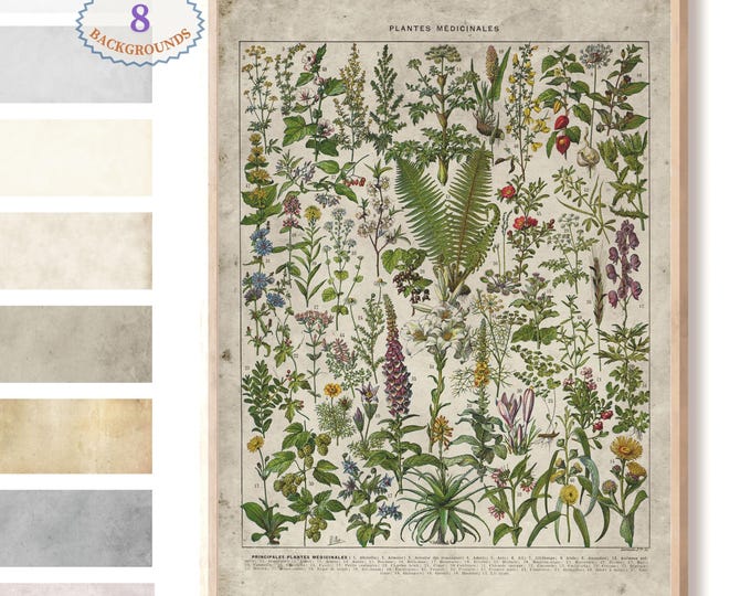 Vintage Botanical Art Print - Medicinal Plant Wall Decor, Larousse Style Herbalism Chart, Green Plant Flower Illustration, Herbalist Gift