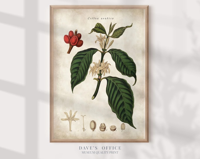Vintage Coffee Plant Botanical Print: Kitchen Wall Art