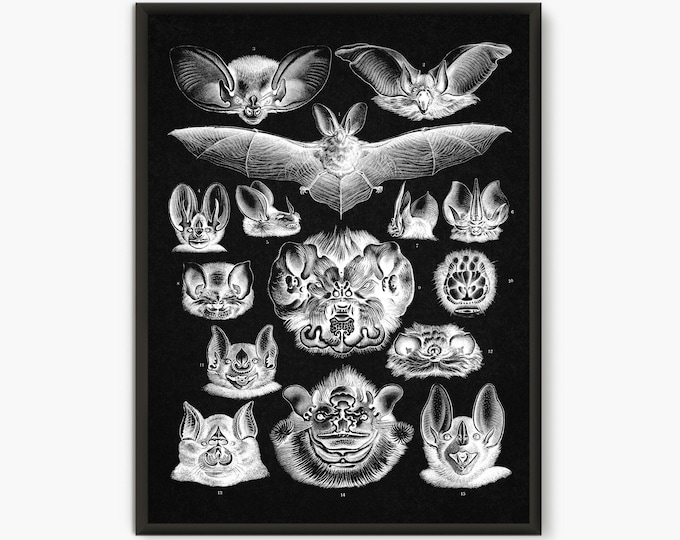 Ernst Haeckel Scientific Illustration, Bat Illustration